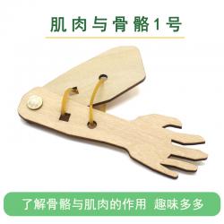 [星之河畔]肌肉与骨骼1号